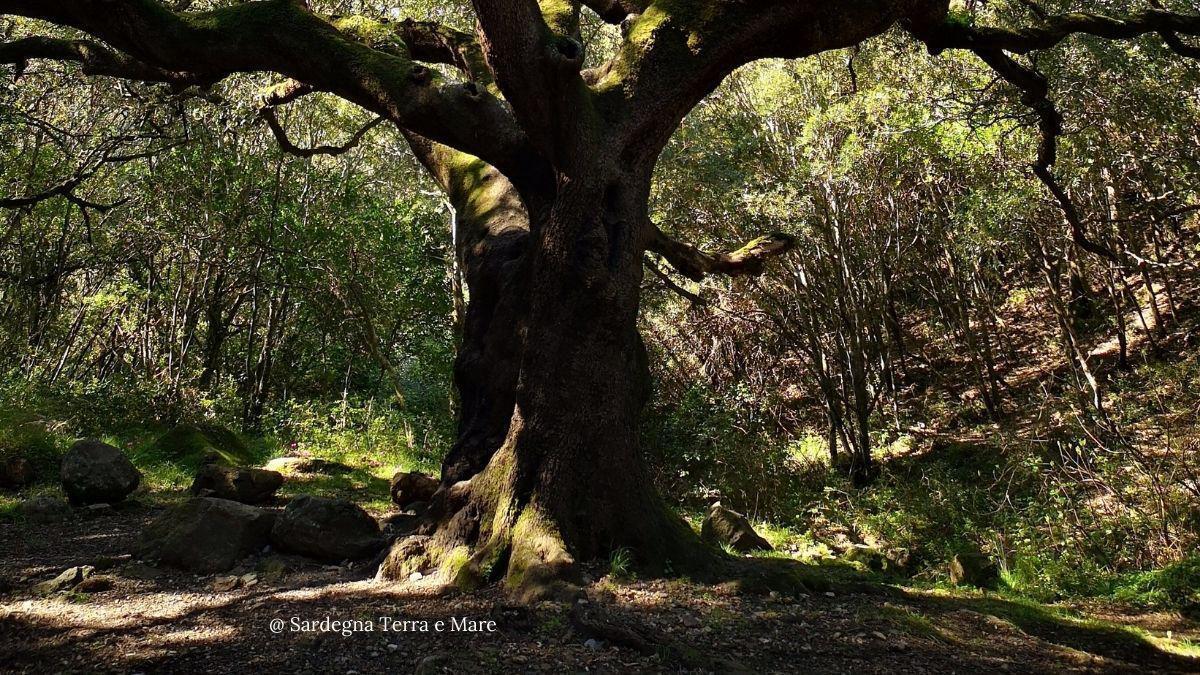 Monte Arci, comune di Palmas Arborea