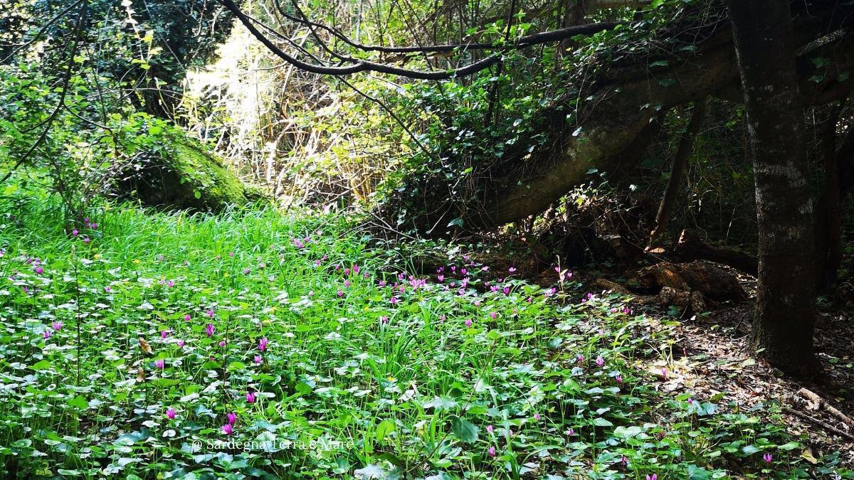 Monte Arci, comune di Palmas Arborea