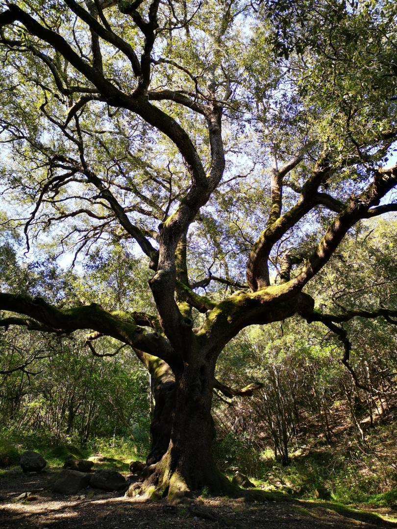 Monte Arci, comune di Palmas Arborea